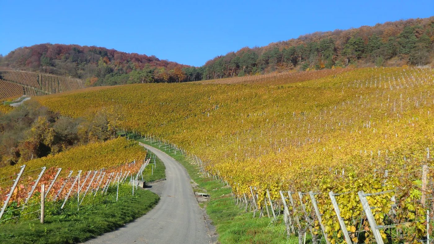 Wanderweg durch herbstliche Weinberge bei Veitshöchheim